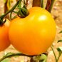 Golden Jubilee Tomato, Lycopersicon esculentum.  50 Seeds  Free Shipping!