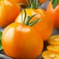 Golden Jubilee Tomato, Lycopersicon esculentum.  50 Seeds  Free Shipping!