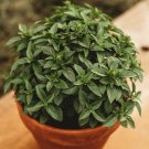 Spicy Globe Basil, or Ocimum basilicum.  300 Seeds
