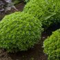 Spicy Globe Basil, or Ocimum basilicum.  300 Seeds