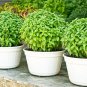 Spicy Globe Basil, or Ocimum basilicum.  300 Seeds