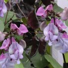 Ruby Moon hyacinth bean vine,  Dolichos lablab  30 Seeds