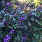 Ruby Moon hyacinth bean vine,  Dolichos lablab  30 Seeds