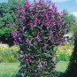 Ruby Moon hyacinth bean vine,  Dolichos lablab  30 Seeds