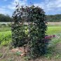Ruby Moon hyacinth bean vine,  Dolichos lablab  30 Seeds