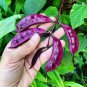 Ruby Moon hyacinth bean vine, Dolichos lablab 30 Seeds