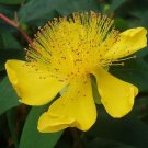 Great St John's Wort Seeds Hypericum pyramidatum. 400 Seeds