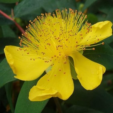 Great St John's Wort Seeds Hypericum pyramidatum. 400 Seeds