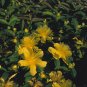 Great St John's Wort Seeds Hypericum pyramidatum. 400 Seeds