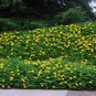 Great St John's Wort Seeds Hypericum pyramidatum. 400 Seeds