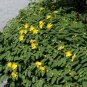Great St John's Wort Seeds Hypericum pyramidatum. 400 Seeds
