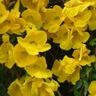 Macfadyena Unguis-Cati aka Cat Claw Vine.   20  Seeds.