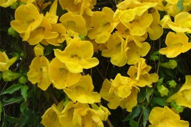 Macfadyena Unguis-Cati aka Cat Claw Vine.   20  Seeds.