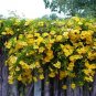 Macfadyena Unguis-Cati aka Cat Claw Vine.   20  Seeds.