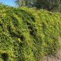 Macfadyena Unguis-Cati aka Cat Claw Vine.   20  Seeds.