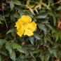 Macfadyena Unguis-Cati aka Cat Claw Vine.   20  Seeds.