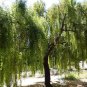 Maytenus Boaria aka Weeping Green Shower Tree seeds.    10 Seeds