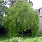 Maytenus Boaria aka Weeping Green Shower Tree seeds.    10 Seeds
