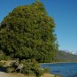 Maytenus Boaria aka Weeping Green Shower Tree seeds.    10 Seeds