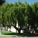 Maytenus Boaria aka Weeping Green Shower Tree seeds.    10 Seeds
