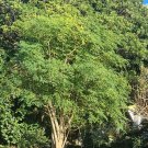 Moringa Oleifera aka Drum Stick Tree Seeds. 8 Seeds