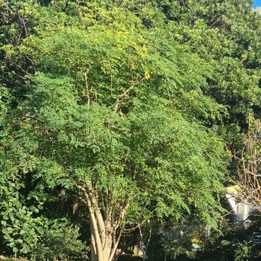 Moringa Oleifera aka Drum Stick Tree Seeds. 8 Seeds