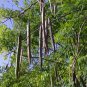 Moringa Oleifera aka Drum Stick Tree Seeds. 8 Seeds