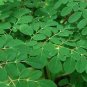 Moringa Oleifera aka Drum Stick Tree Seeds. 8 Seeds