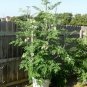Moringa Oleifera aka Drum Stick Tree Seeds. 8 Seeds
