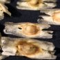 Moringa Oleifera aka Drum Stick Tree Seeds. 8 Seeds