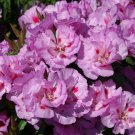Lilac Godetia, Clarkia bottae.   1000 Seeds