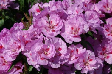 Lilac Godetia, Clarkia bottae.   1000 Seeds