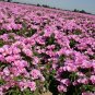 Lilac Godetia, Clarkia bottae.   1000 Seeds