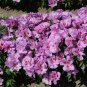 Lilac Godetia, Clarkia bottae.   1000 Seeds
