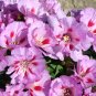 Lilac Godetia, Clarkia bottae.   1000 Seeds