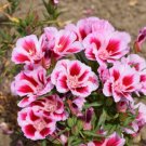Godetia Pink to Red, Clarkia.   1000 Seeds