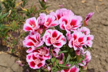 Godetia Pink to Red, Clarkia.   1000 Seeds