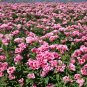 Godetia Pink to Red, Clarkia.   1000 Seeds