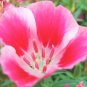 Godetia Pink to Red, Clarkia.   1000 Seeds