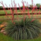 Hesperaloe Parviflora aka Red Yucca 8 Seeds