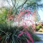 Hesperaloe Parviflora aka Red Yucca 8 Seeds