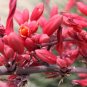 Hesperaloe Parviflora aka Red Yucca 8 Seeds