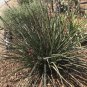 Hesperaloe Parviflora aka Red Yucca 8 Seeds