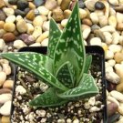 Aloe Variegata also known as Tiger Aloe 8 Seeds