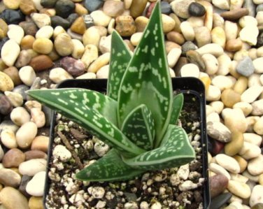 Aloe Variegata also known as Tiger Aloe 8 Seeds