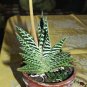 Aloe Variegata also known as Tiger Aloe 8 Seeds