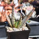 Aloe Marlothii aka Mountain Aloe 5 Seeds