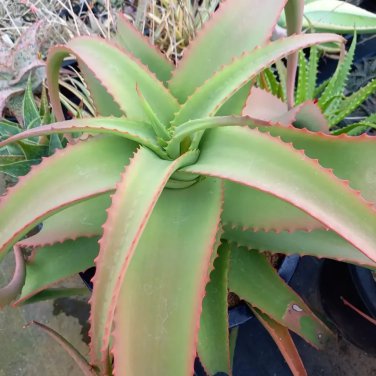 Aloe Vanbalenii aka Octopus Aloe 5 Seeds