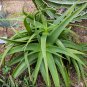 Aloe Vanbalenii aka Octopus Aloe 5 Seeds