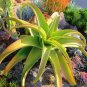Aloe Vanbalenii aka Octopus Aloe 5 Seeds